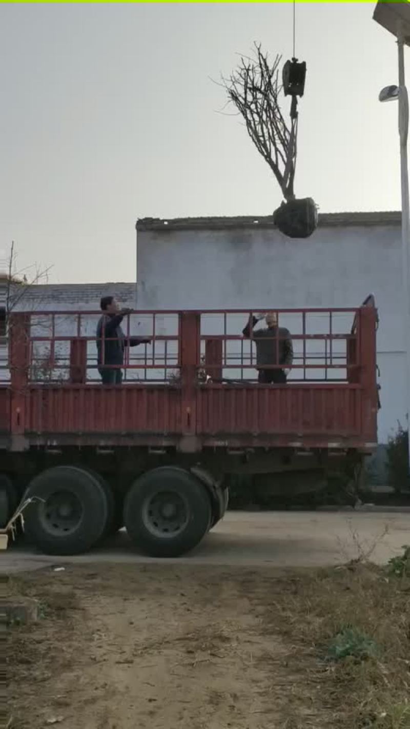 绚丽海棠，绚丽海棠，绚丽海棠，县挖现发，全国发货。