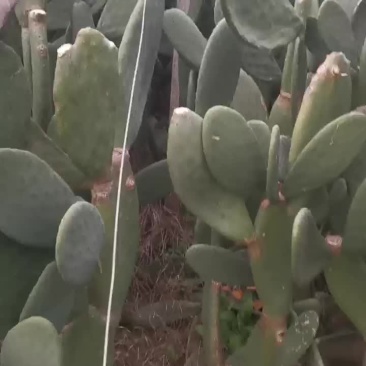特价出售墨西哥食用仙人掌