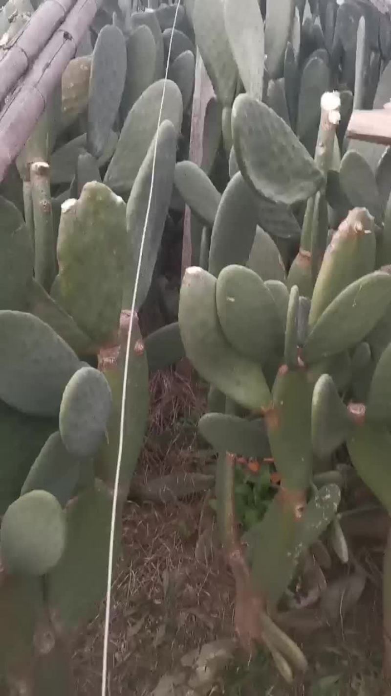 特价出售墨西哥食用仙人掌