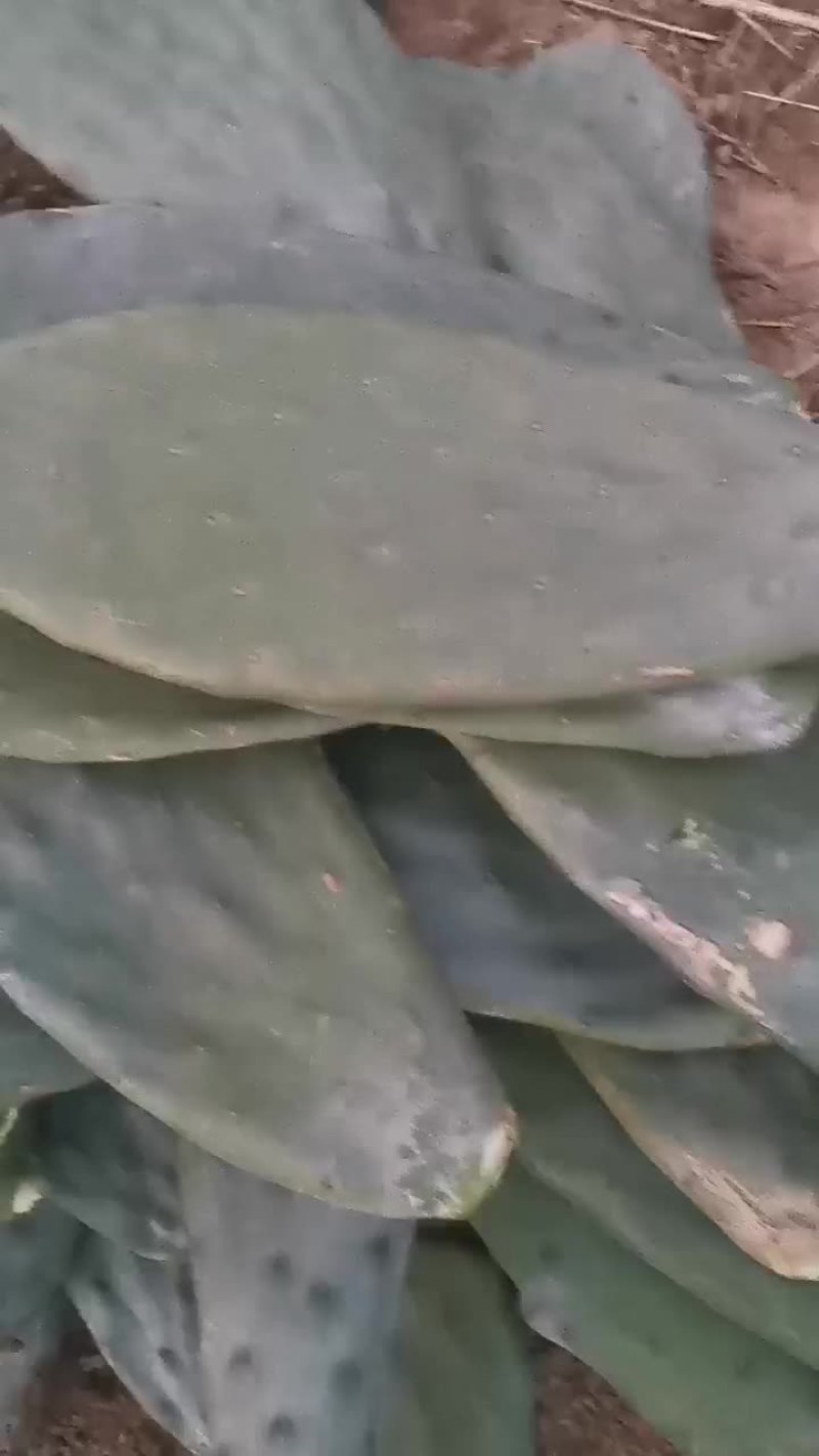 特价出售墨西哥食用仙人掌