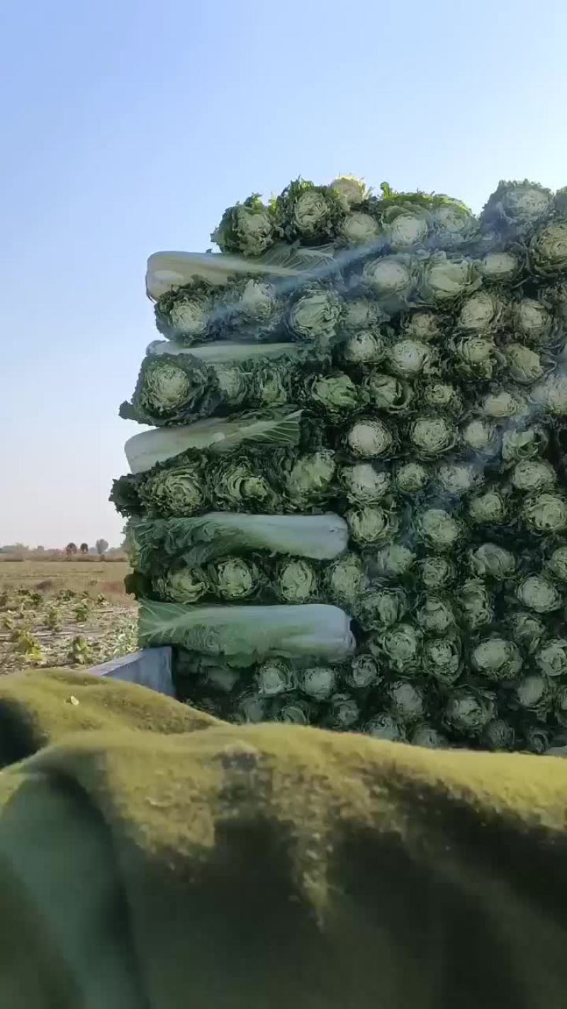津青60菜地直发