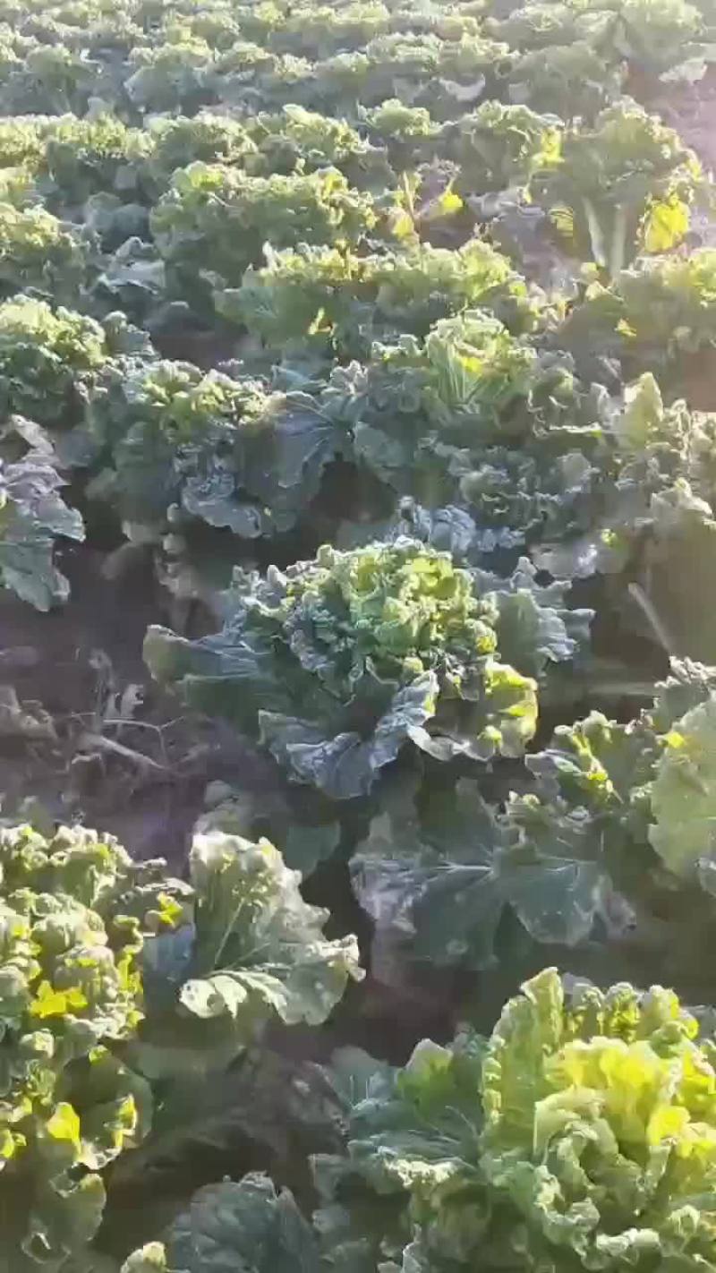 津青60菜地直发