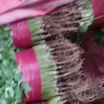 精品大叶香菜