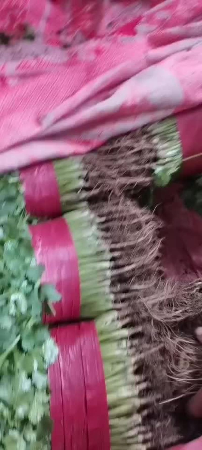 精品大叶香菜