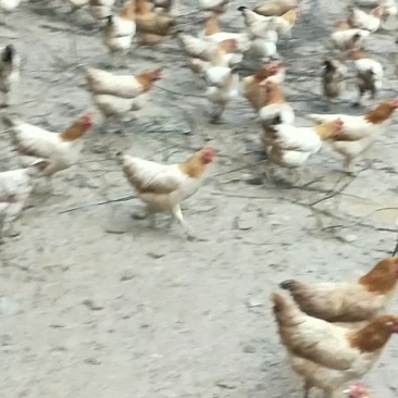三黄鸡