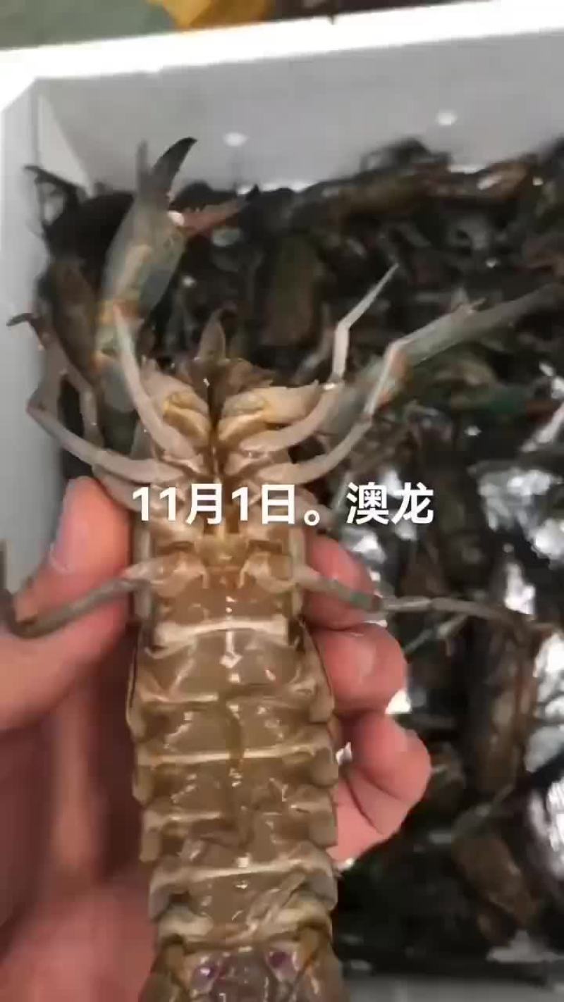 澳龙