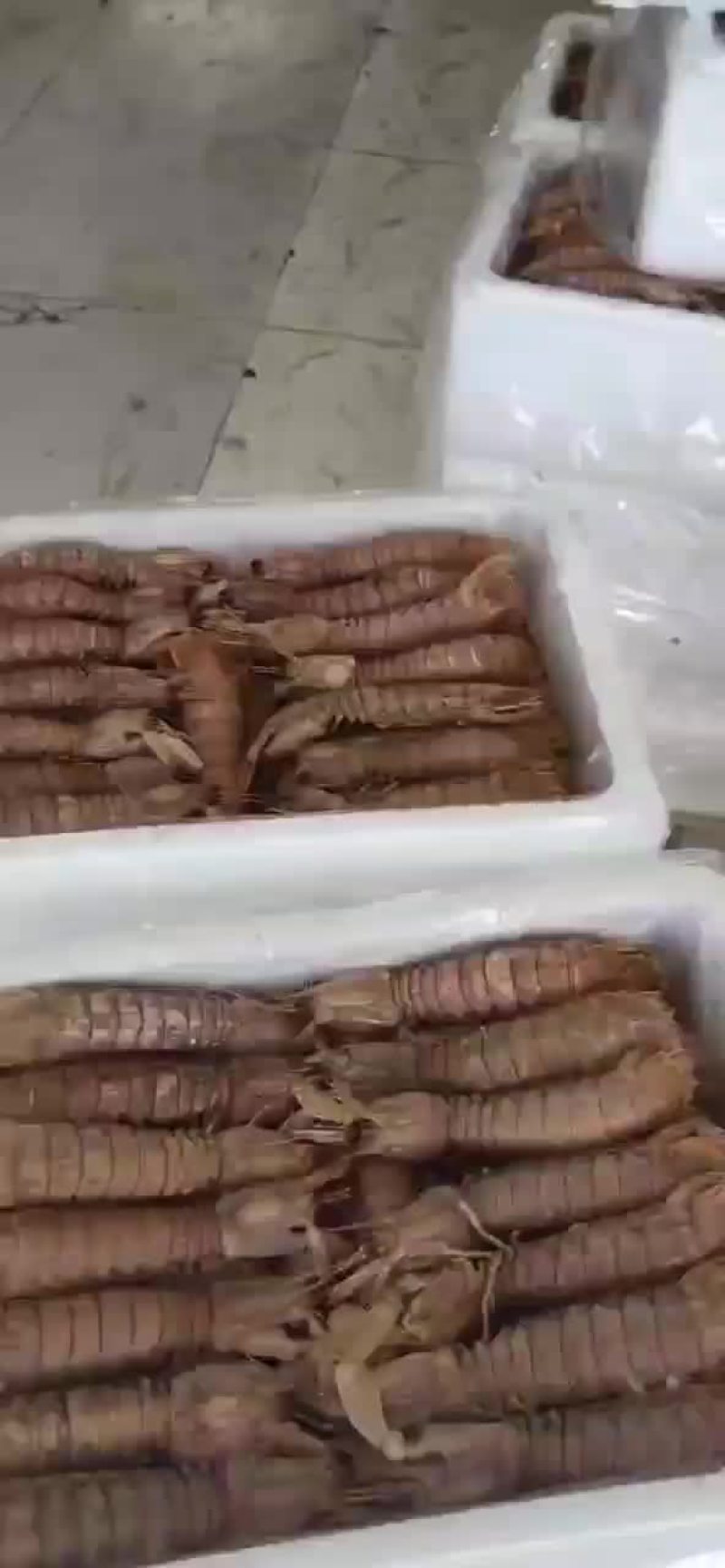熟冻皮皮虾，自己加工，自助餐可用，欢迎新朋友购物