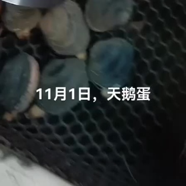 天鹅蛋
