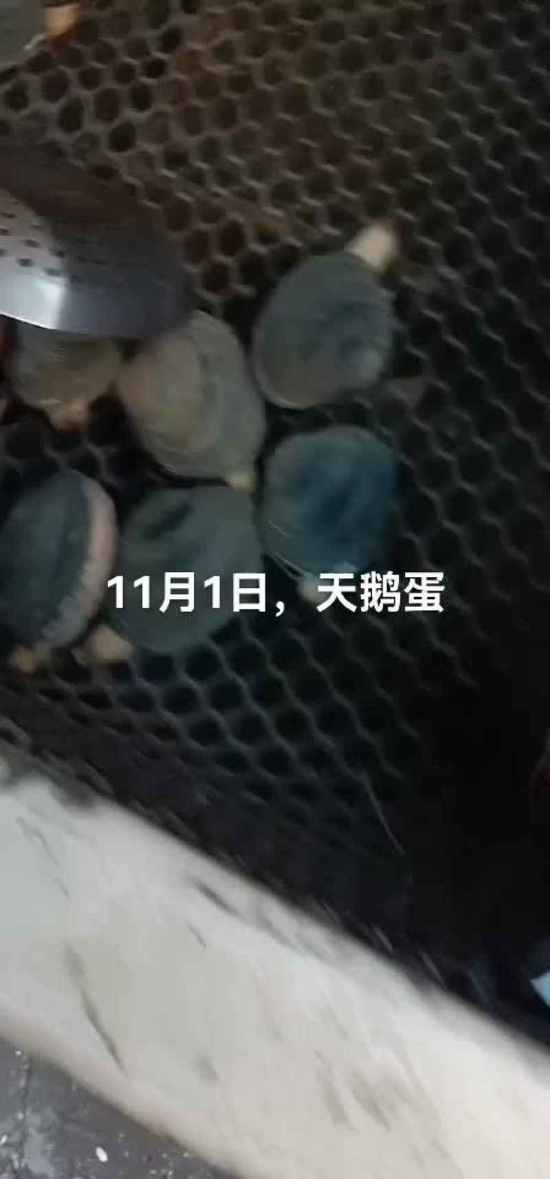 天鹅蛋