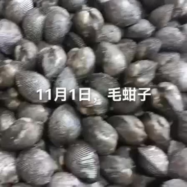 毛蚶子，赤贝