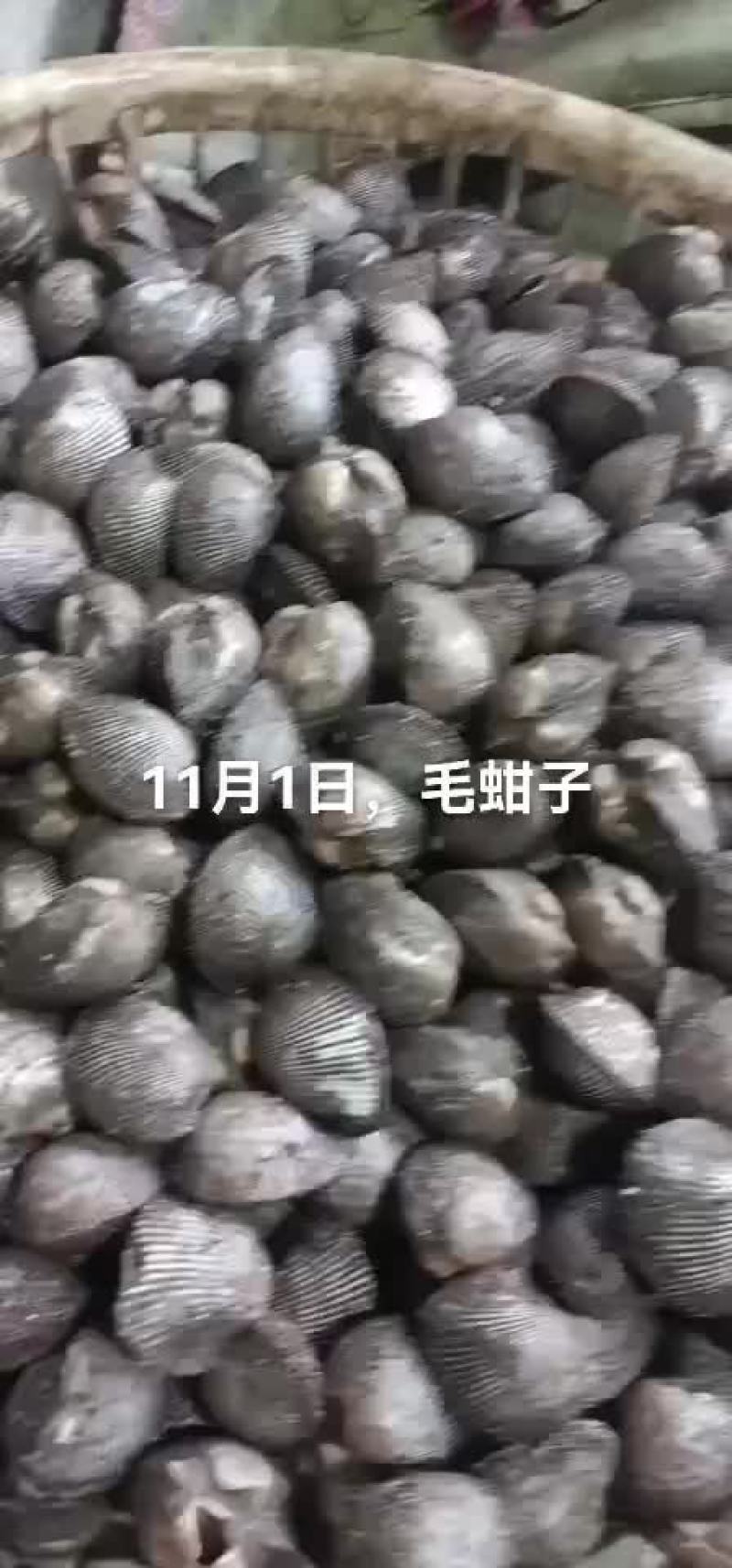 毛蚶子，赤贝
