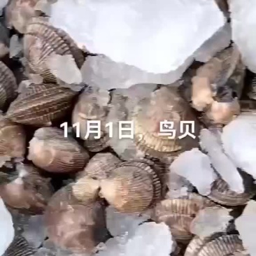 鸟贝
