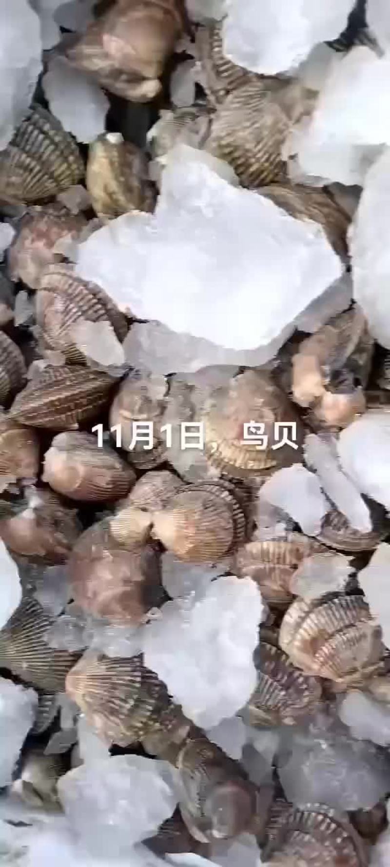 鸟贝