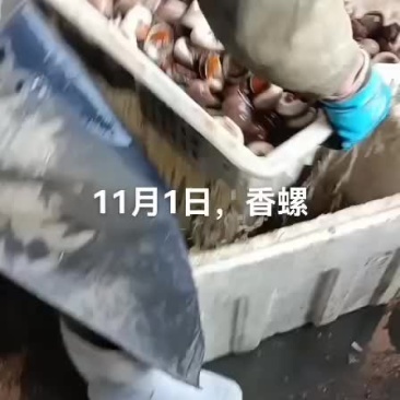 香螺