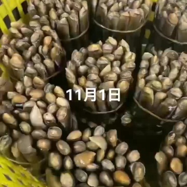 竹签子