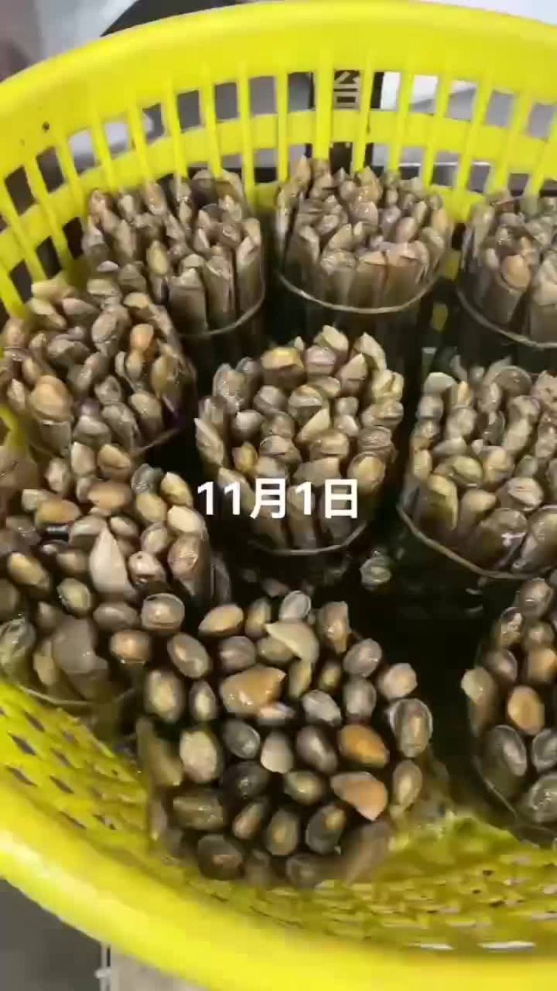 竹签子