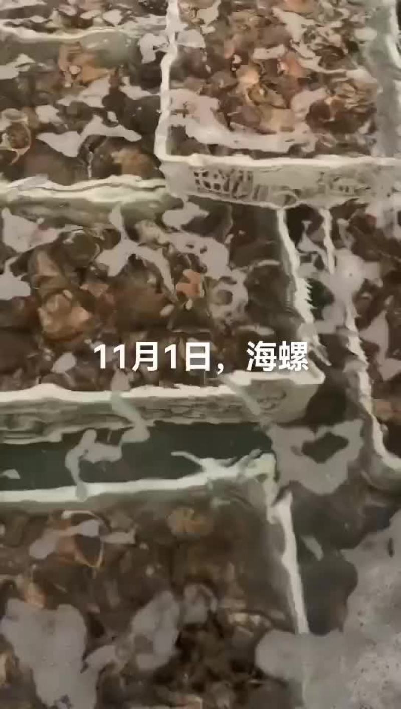 海螺