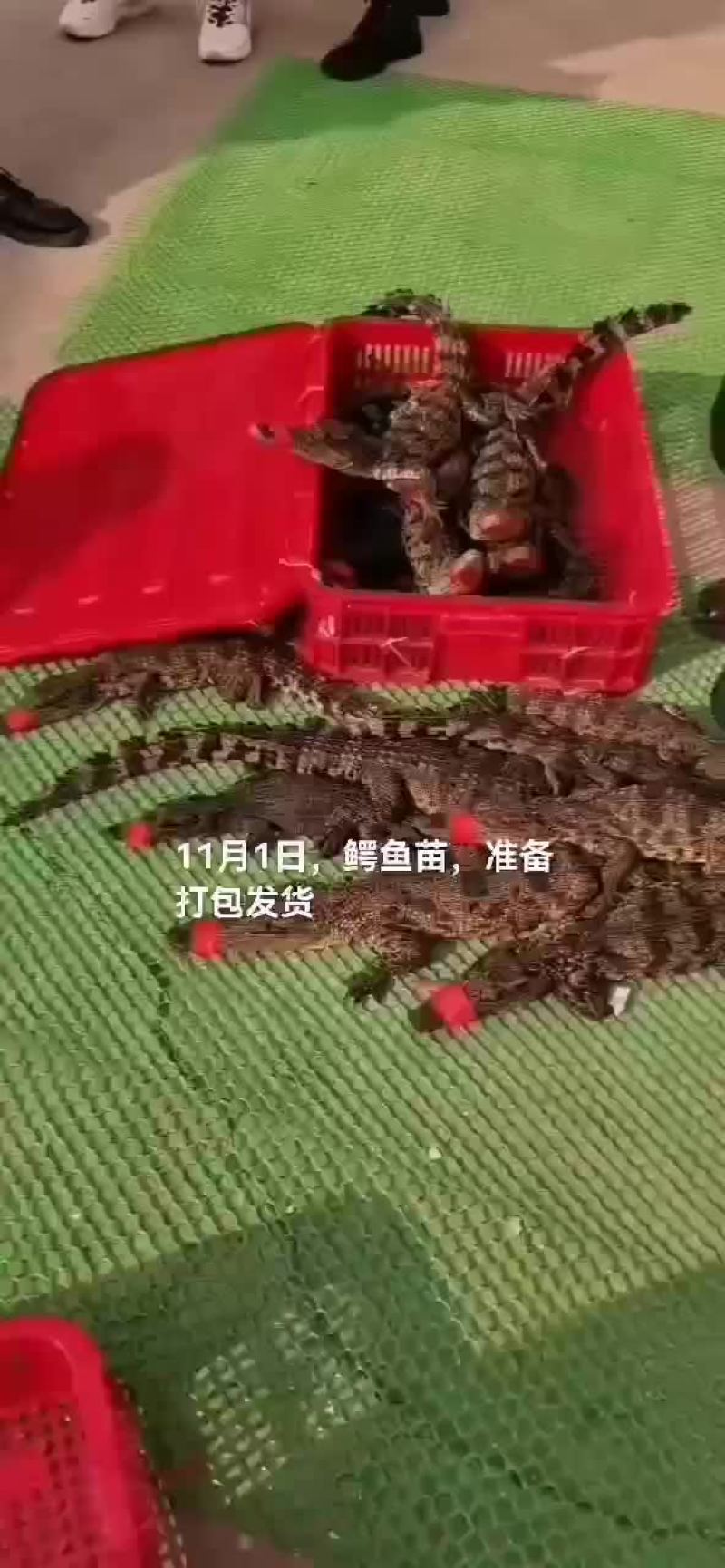 商品鳄鱼，鳄鱼苗