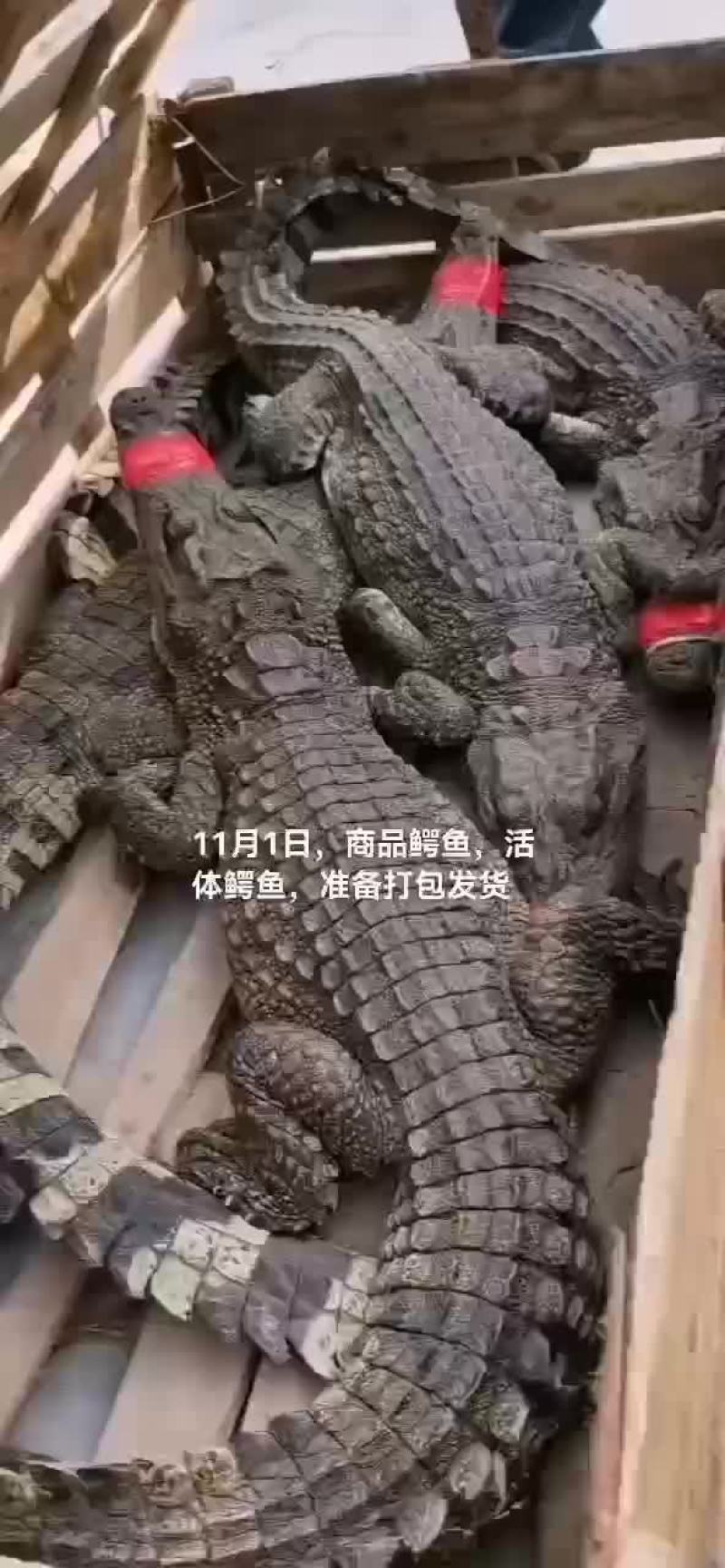 商品鳄鱼，鳄鱼苗