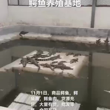 商品鳄鱼，鳄鱼苗