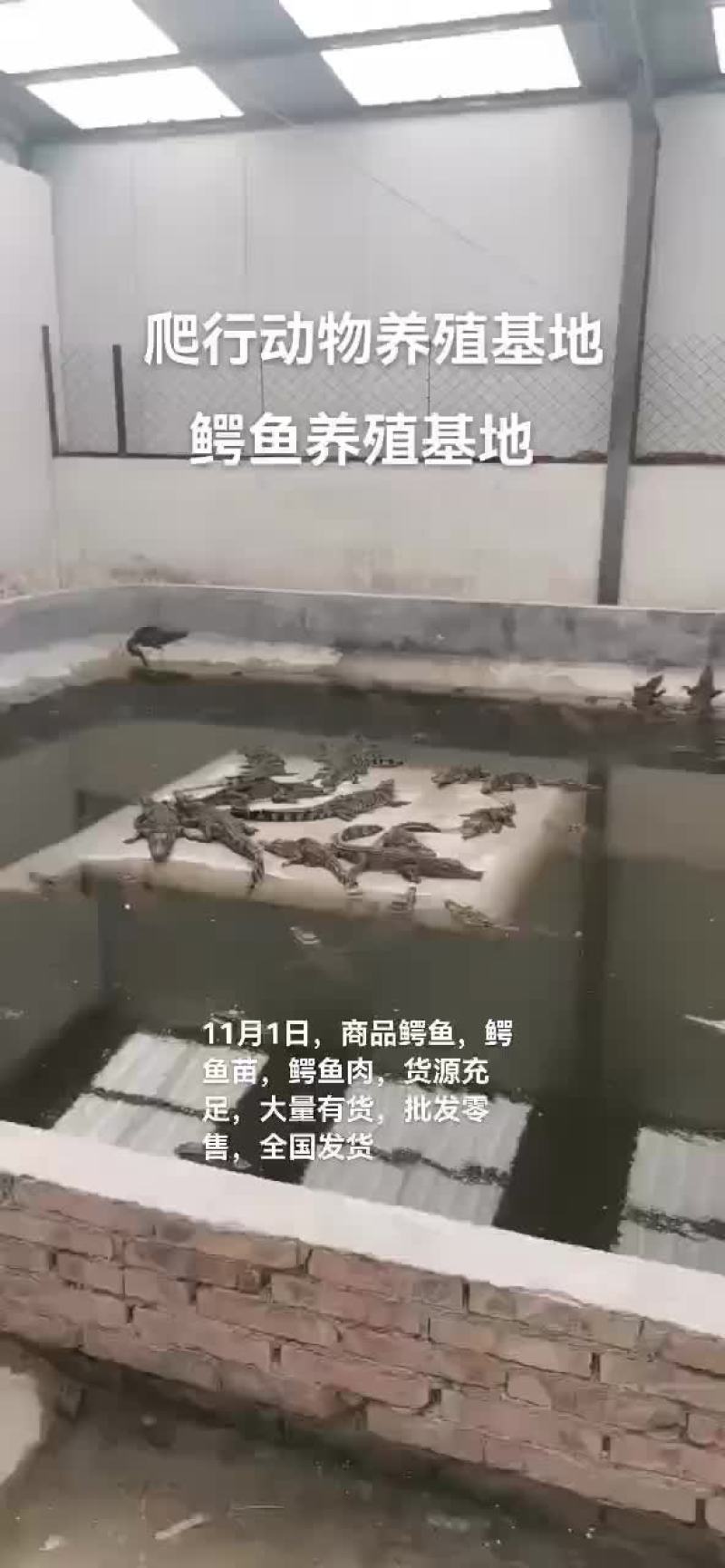 商品鳄鱼，鳄鱼苗