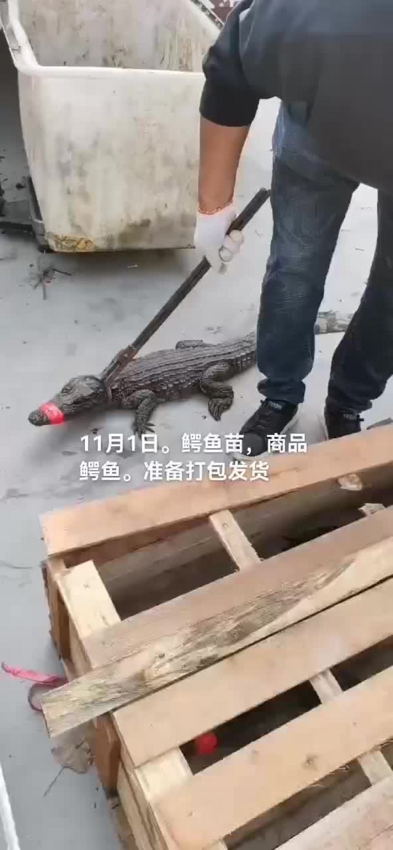 商品鳄鱼，鳄鱼苗