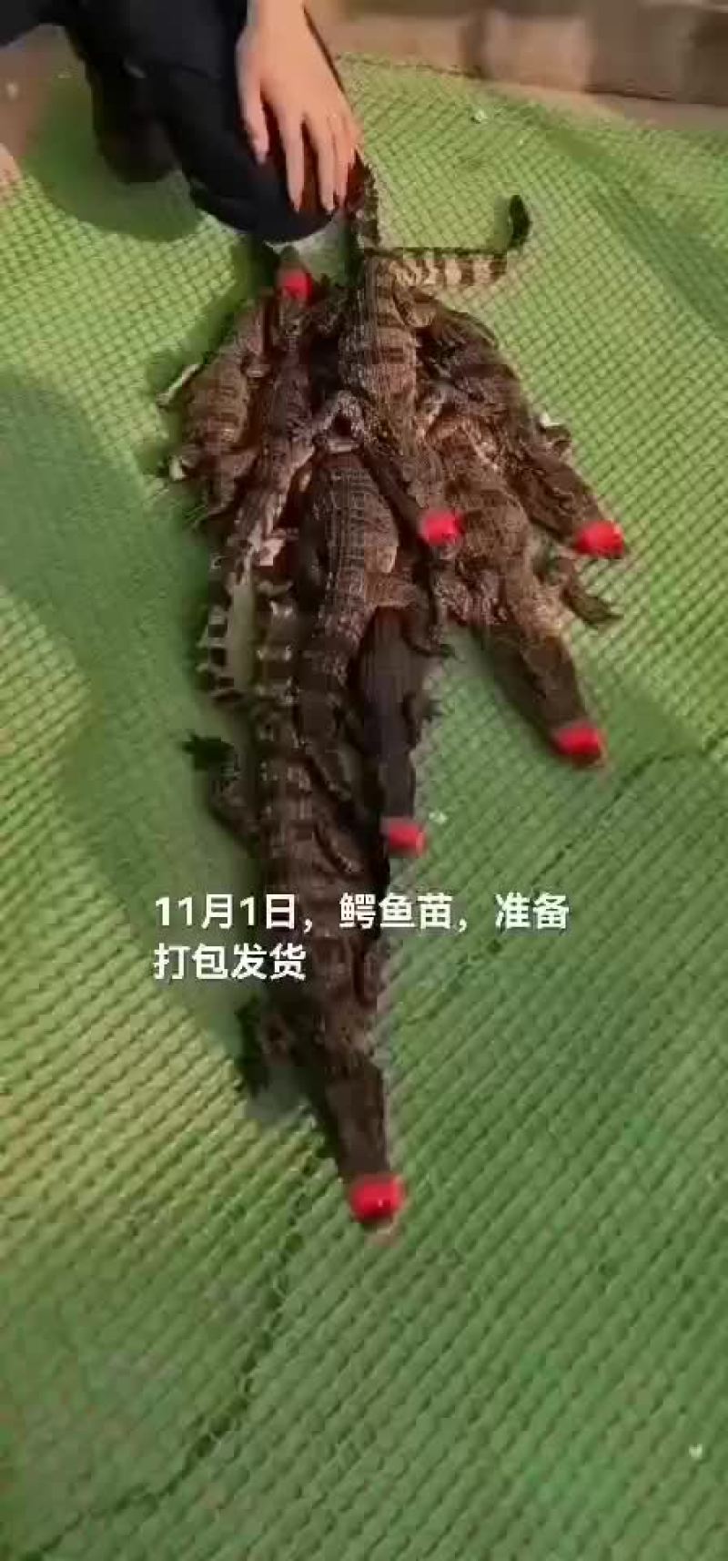 商品鳄鱼，鳄鱼苗