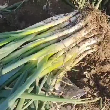 大葱