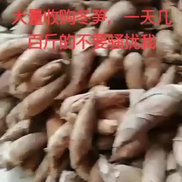 冬笋，一次可以搞五千斤以上