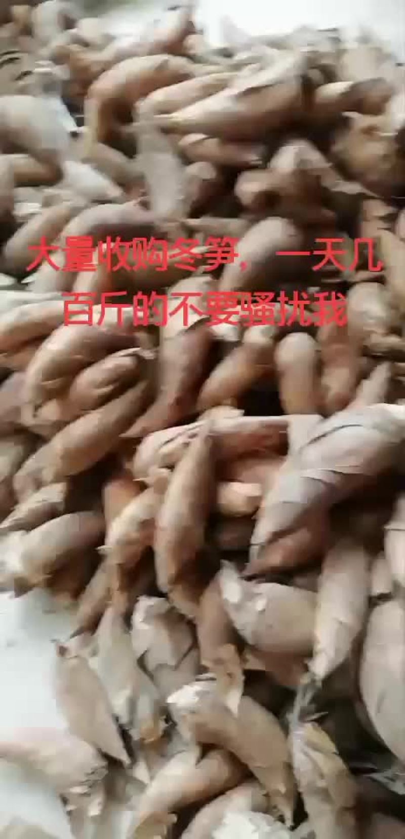冬笋，一次可以搞五千斤以上