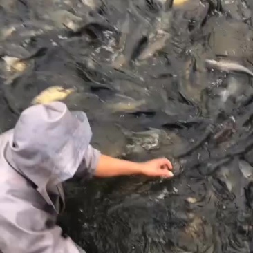 需要成品鱼放鱼塘水库的品种规格齐全