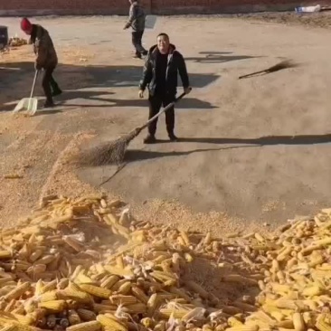 玉米