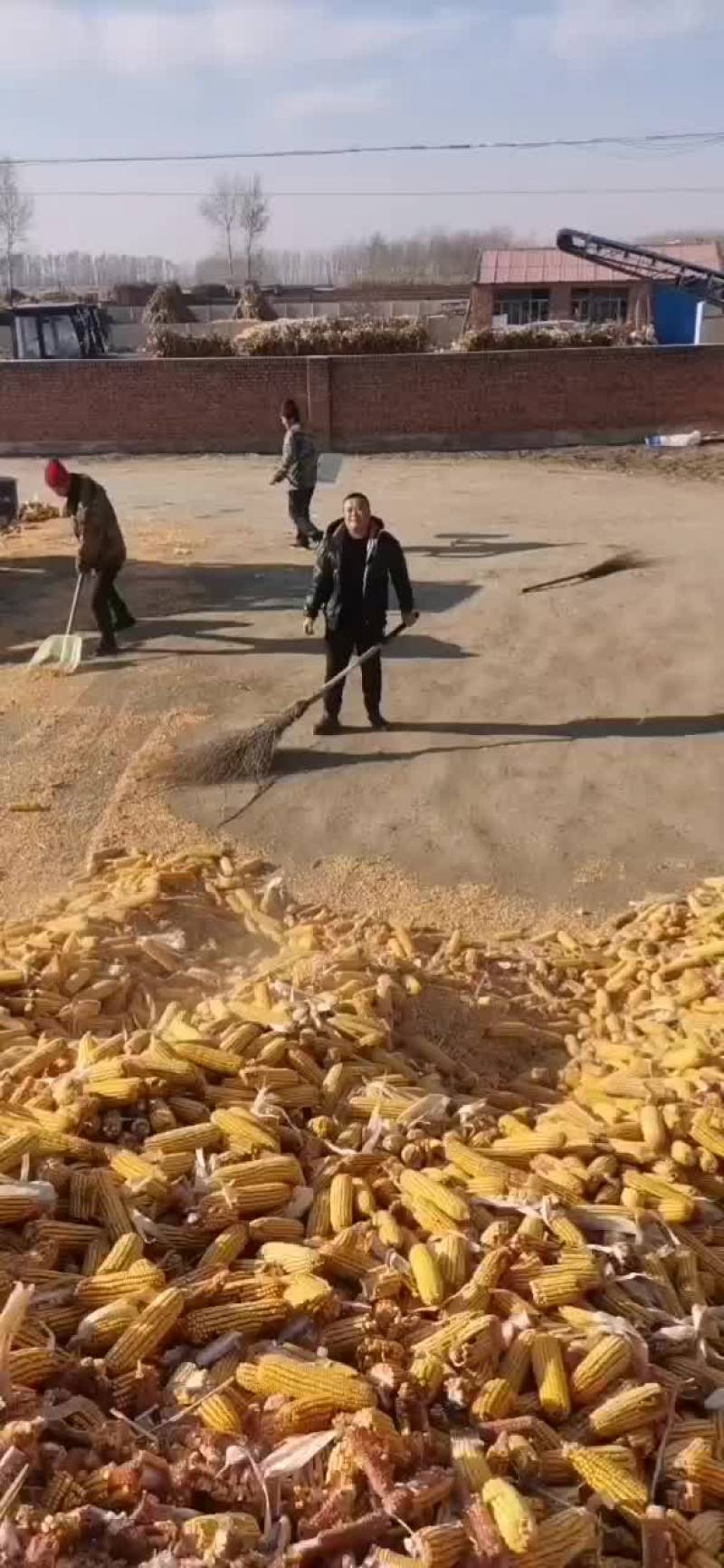 玉米