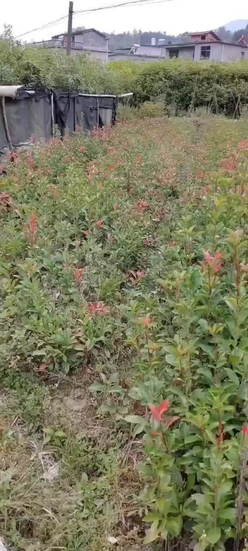 红叶石楠