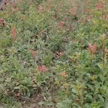 红叶石楠苗