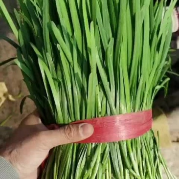 大量上市中，欢迎采购