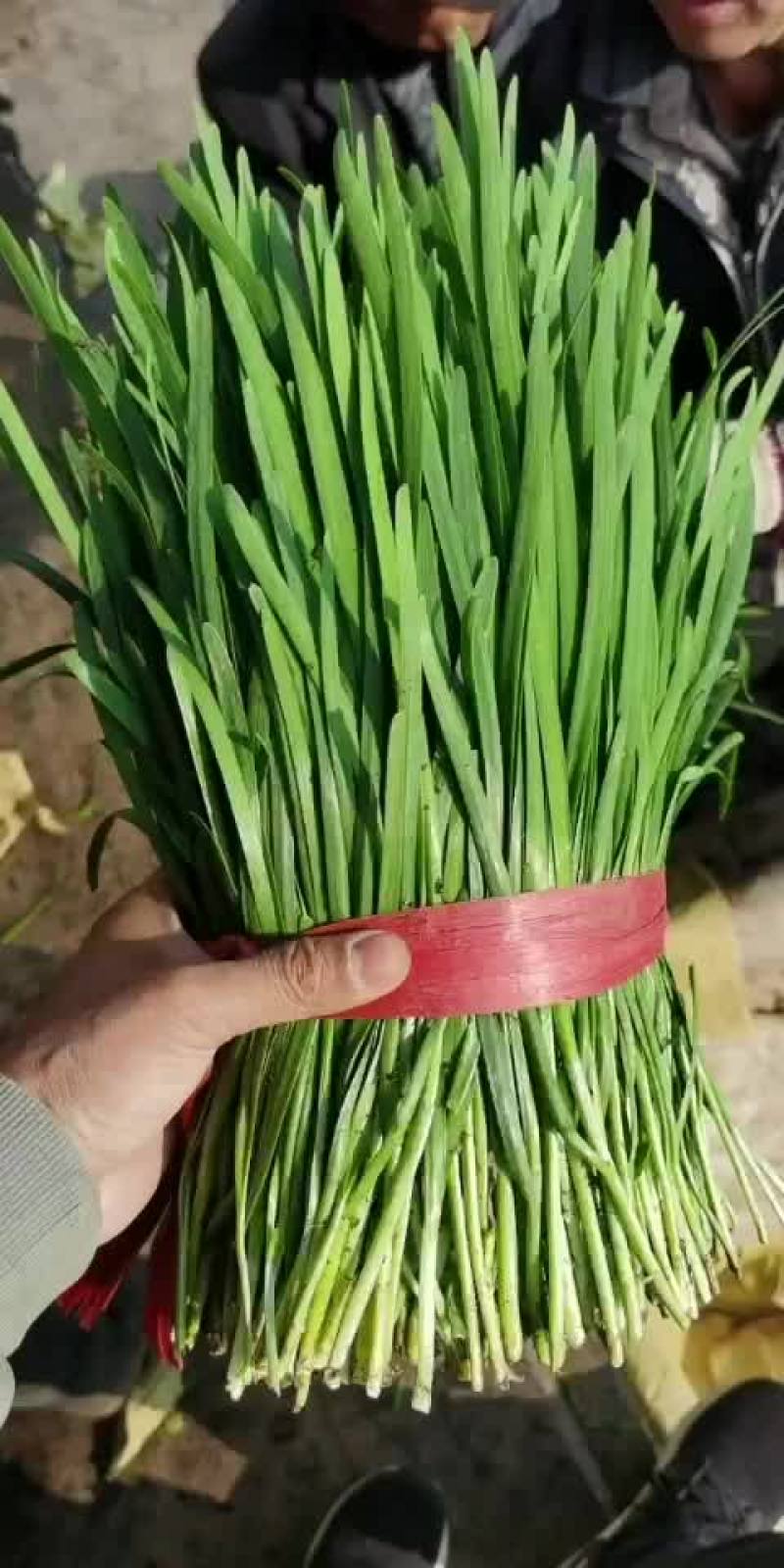 大量上市中，欢迎采购