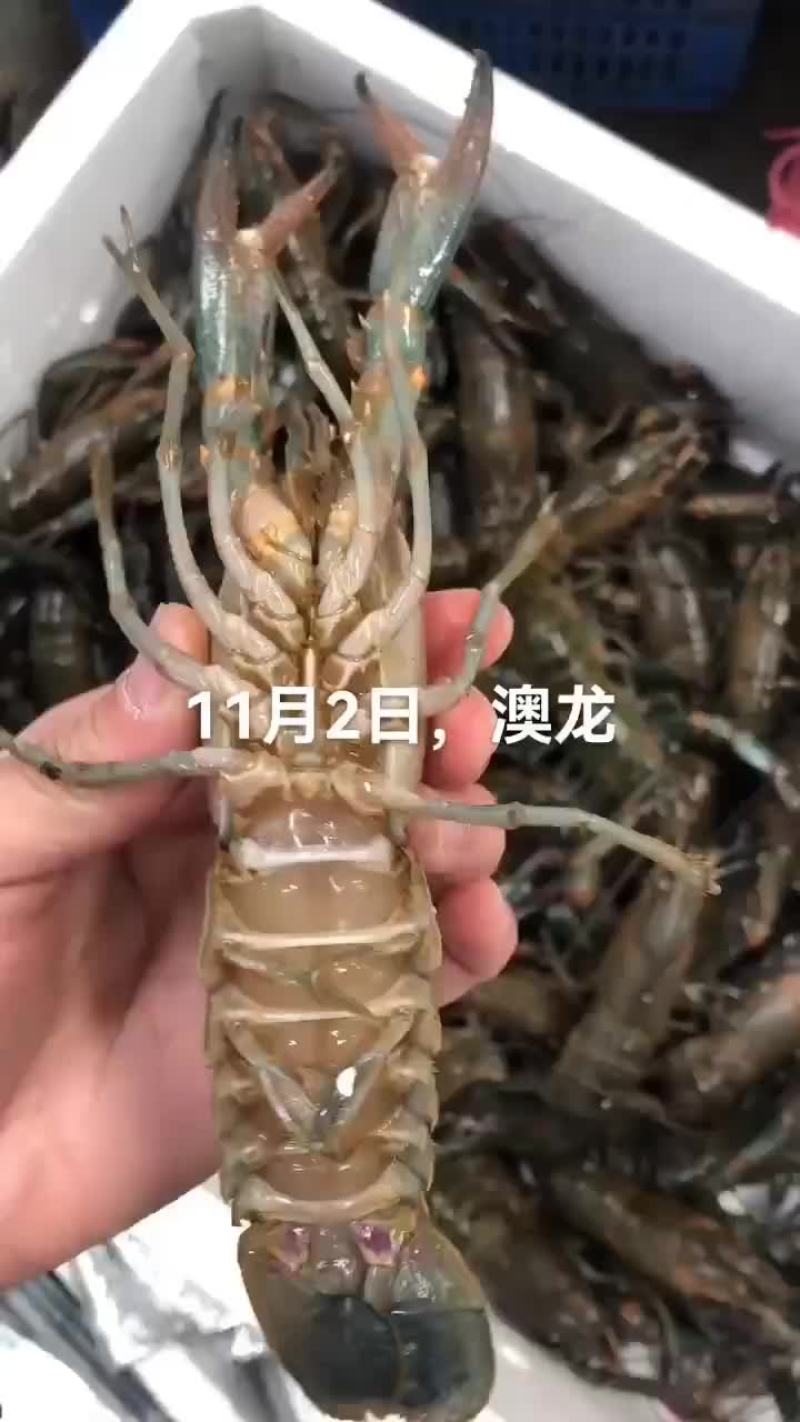 澳龙