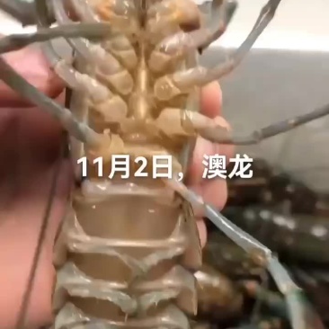 澳龙