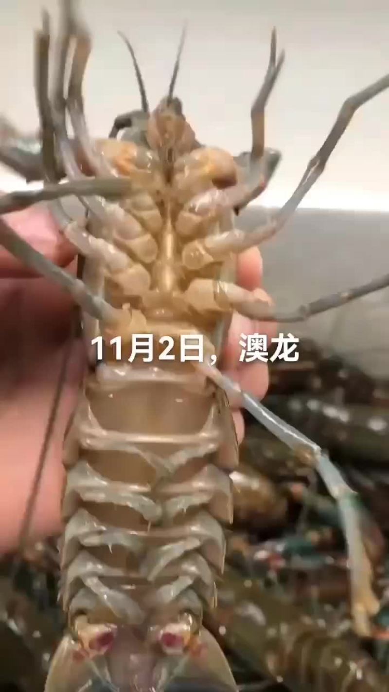 澳龙