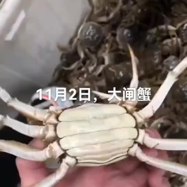河蟹
