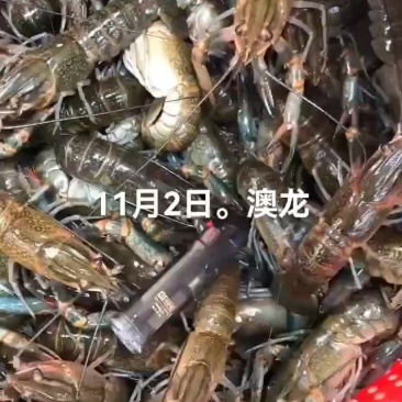 澳龙