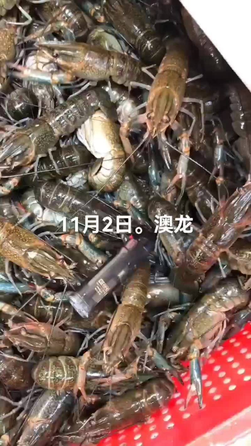 澳龙