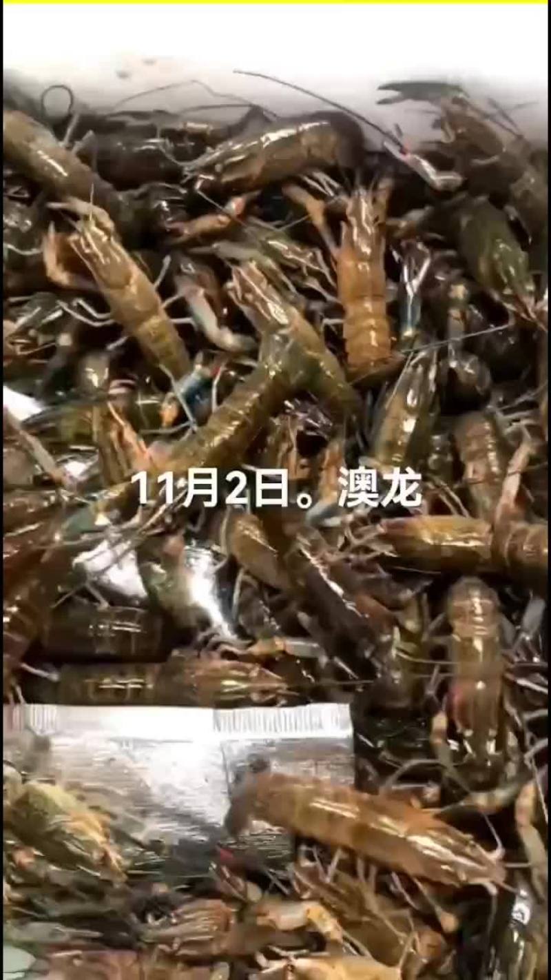 澳龙