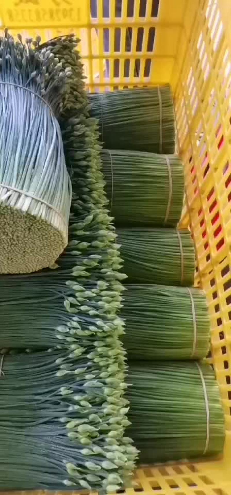 广东韭菜花。韭苔。韭菜。韭菜花。韭花