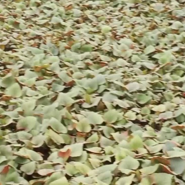 鱼腥草
