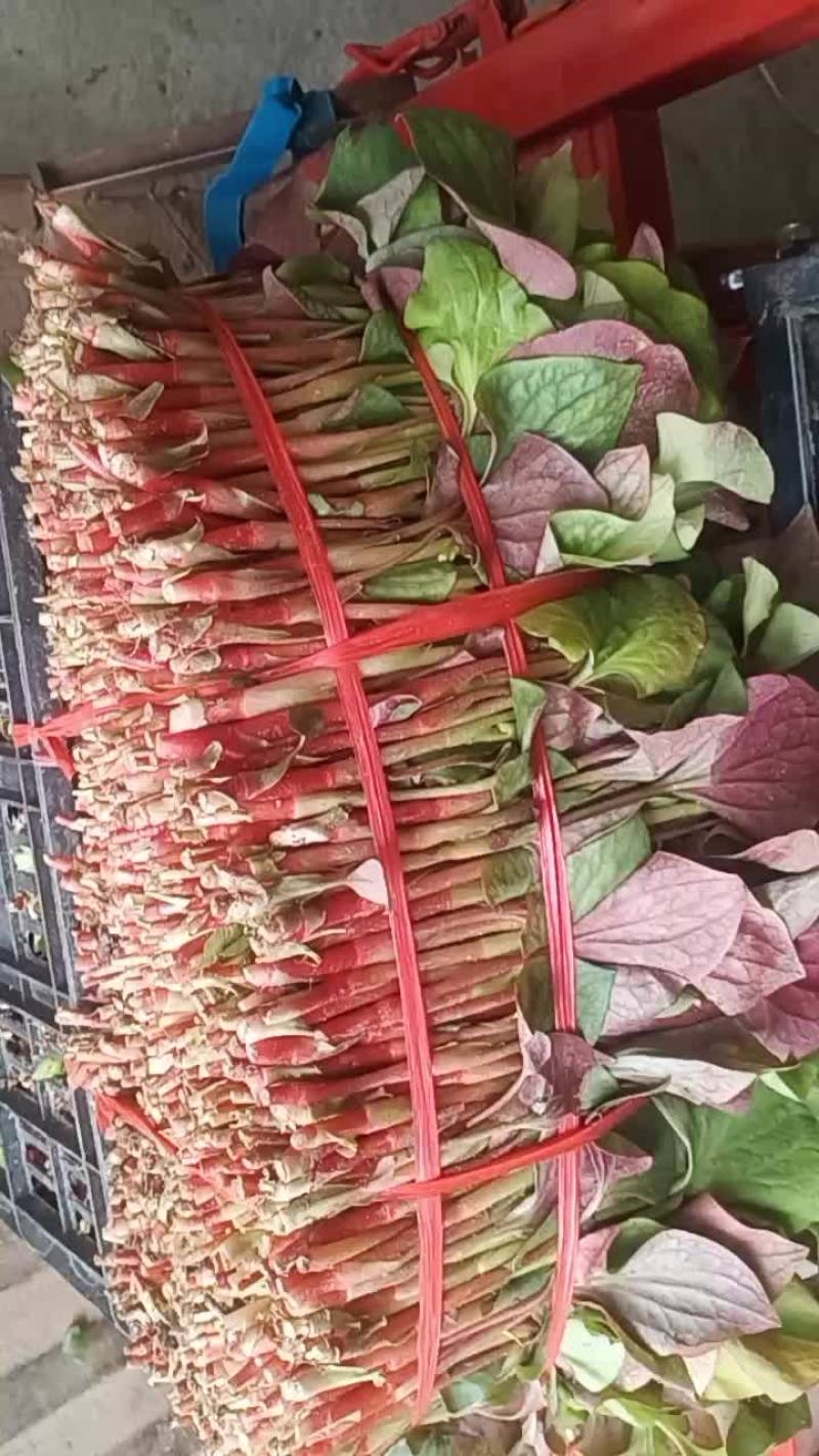 鱼腥草