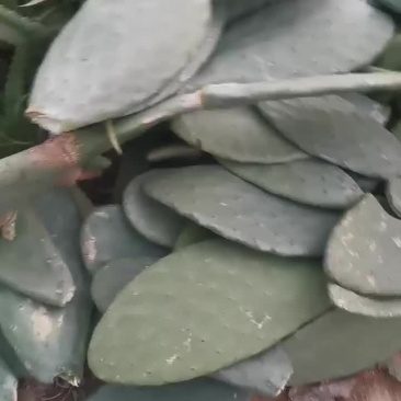 特价岀售墨西哥食用仙人掌