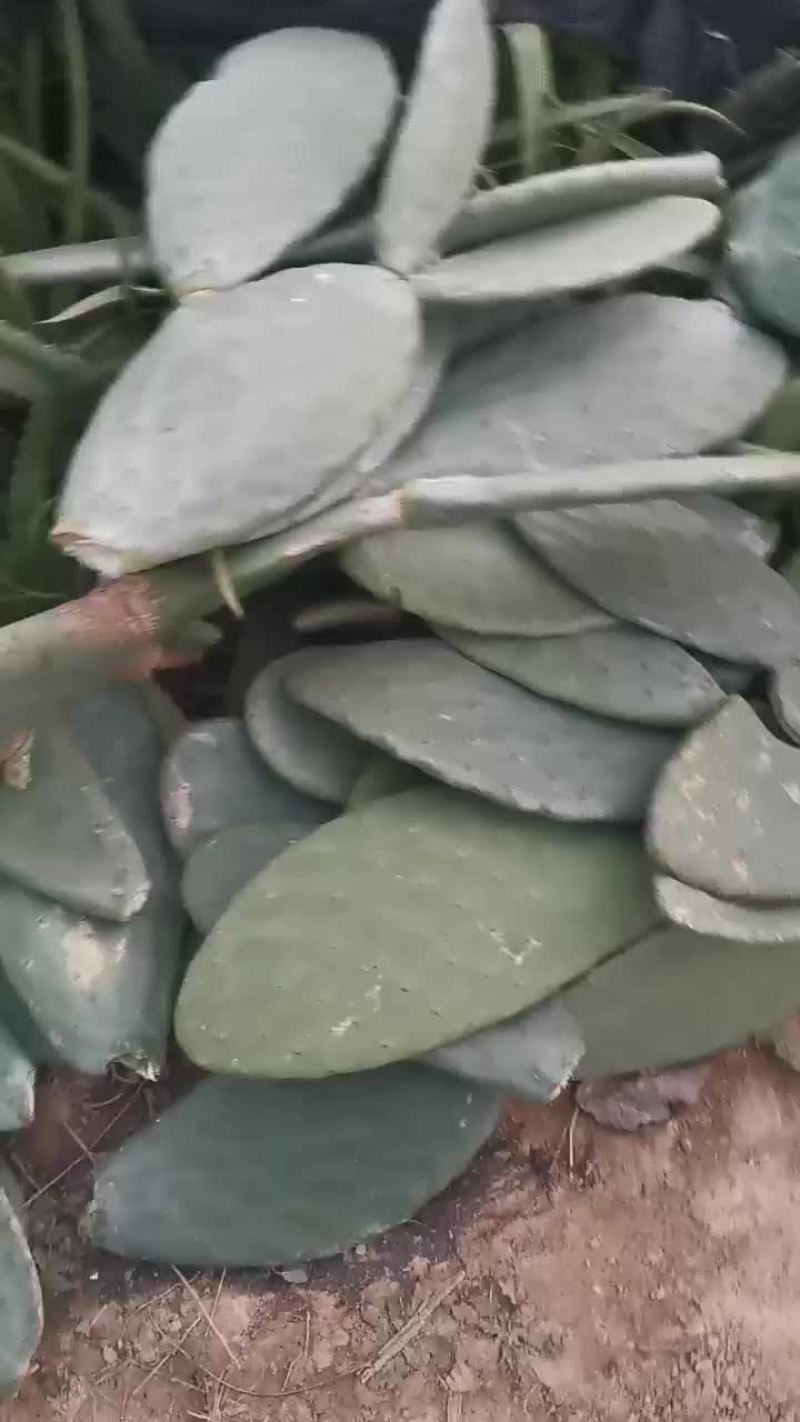 特价岀售墨西哥食用仙人掌