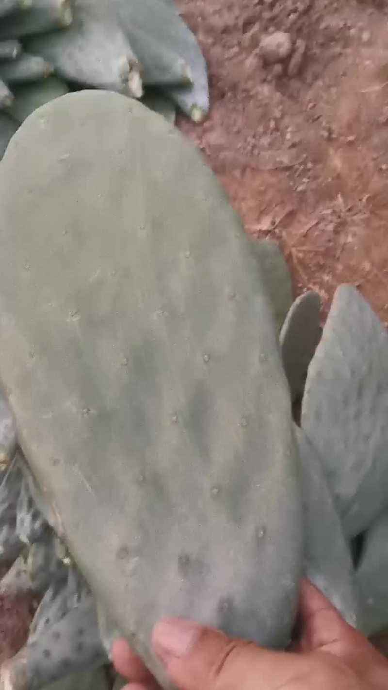 特价岀售墨西哥食用仙人掌